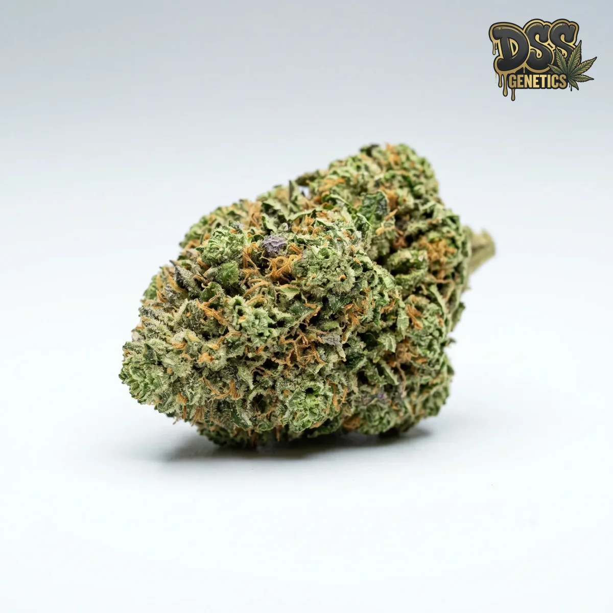 Skunk Special grow guide