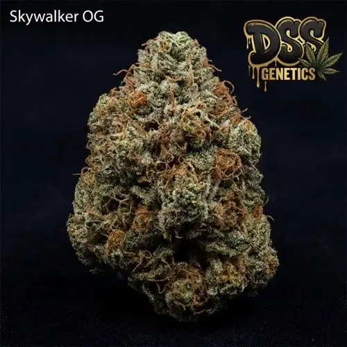 Skywalker OG Autoflower Seeds cannabis seeds – Regular strain