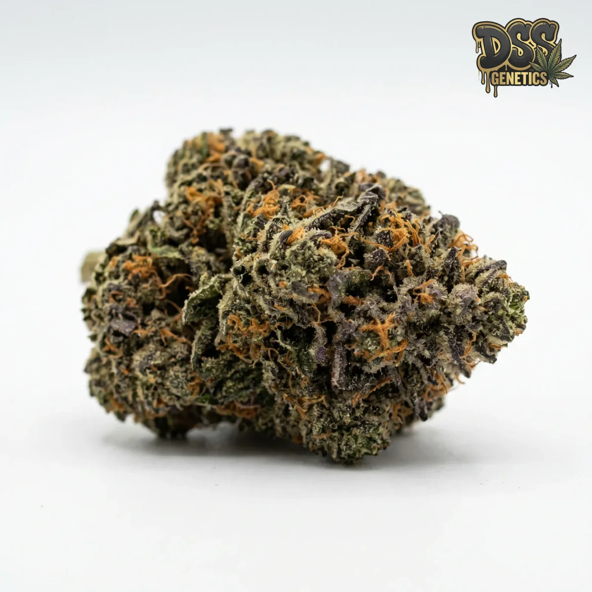 Skywalker OG Autoflower Seeds grow guide
