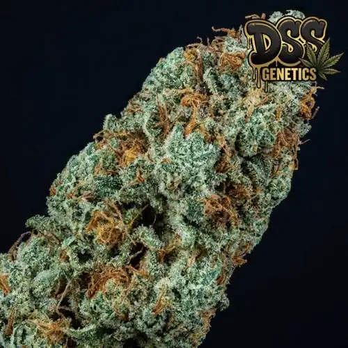 Snow White grow guide