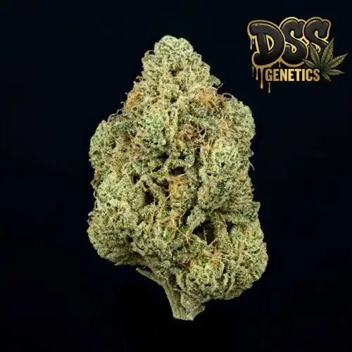 Somango Feminized Seeds cannabis seeds – Feminized strain