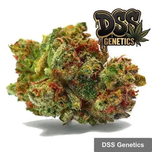 Sour Diesel cannabis seeds