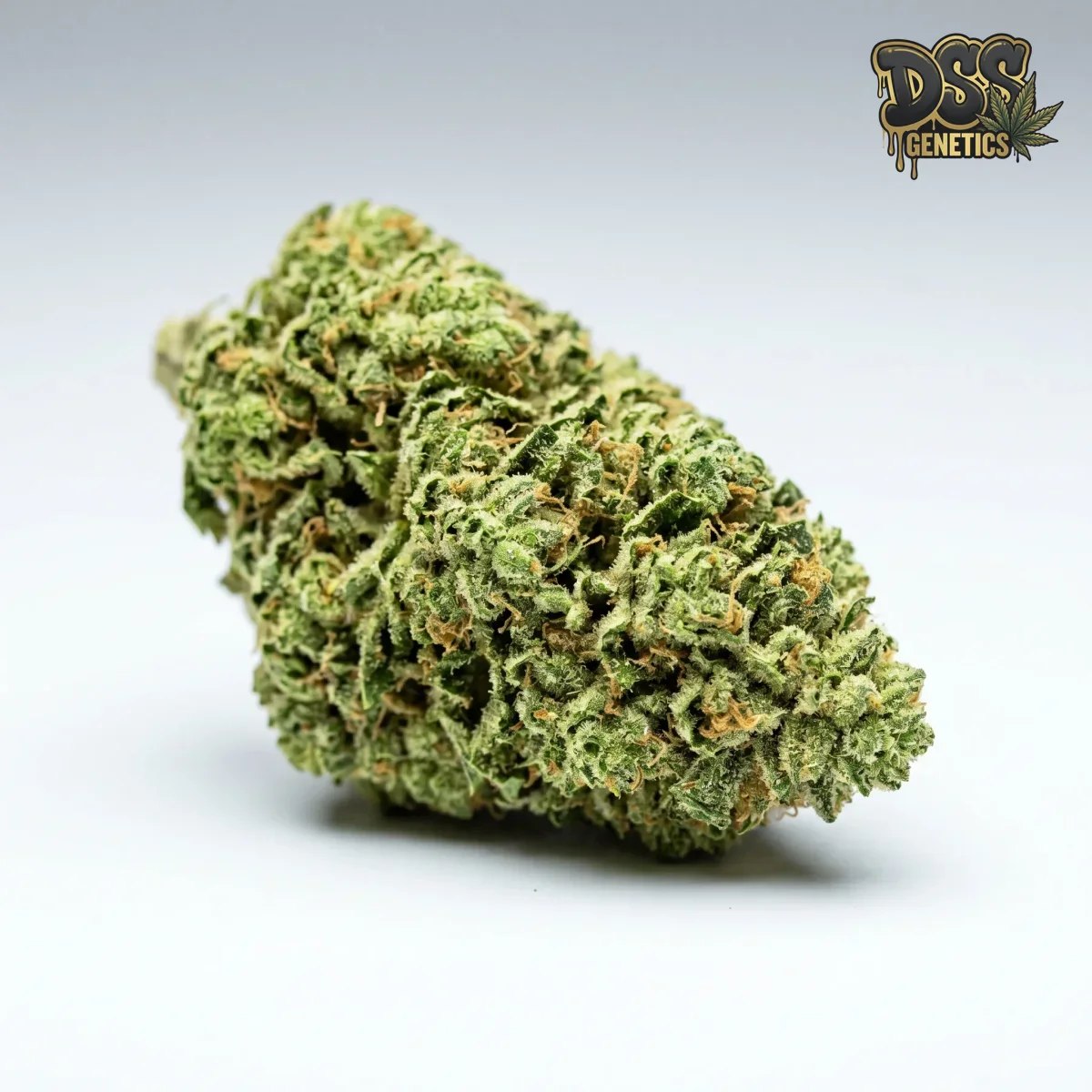 Sour Diesel grow guide