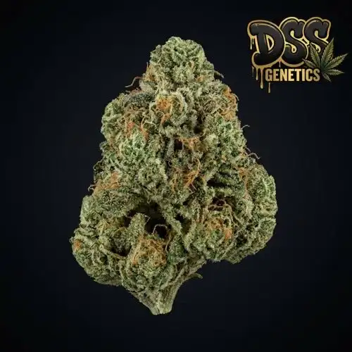 Sour Tsunami Feminized Seeds cannabis seeds – Feminized strain