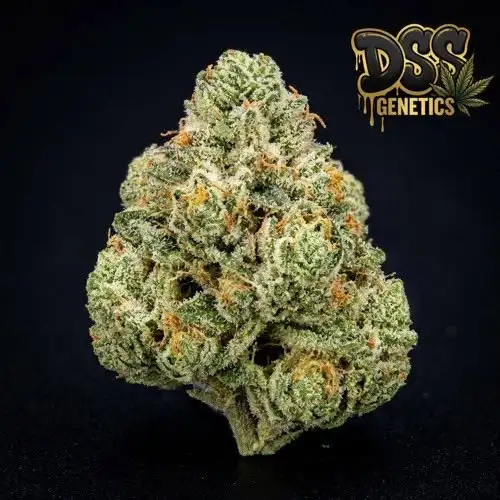 Stardawg Feminized Seeds cannabis seeds