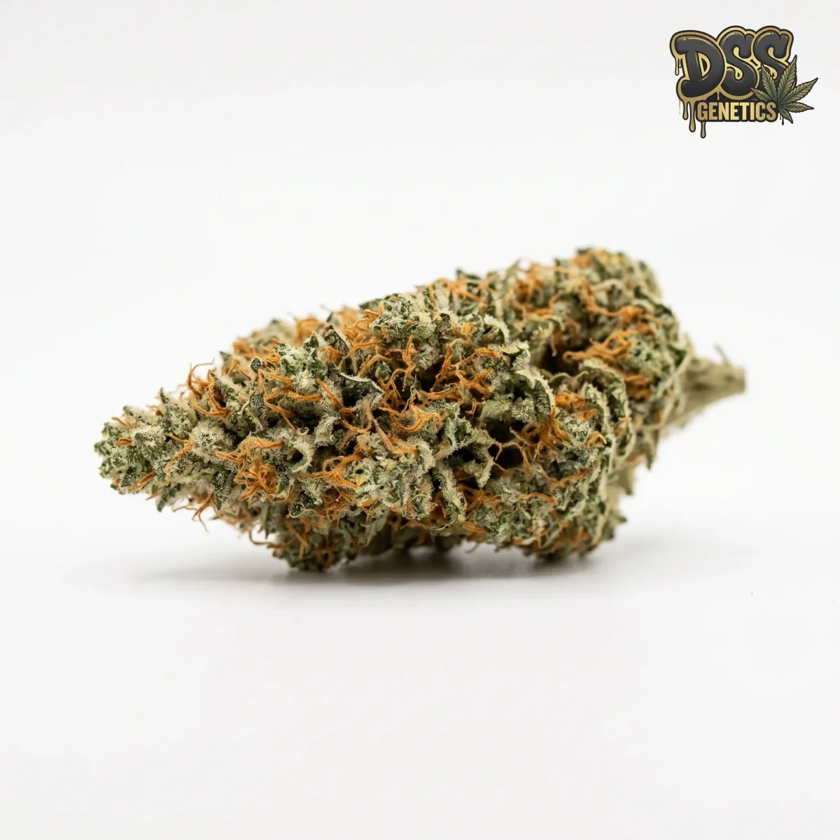 Stardawg grow guide