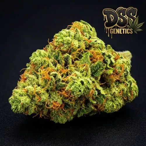 Strawberry Banana Feminized Seeds cannabis seeds