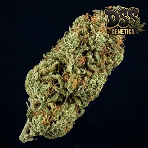 Strawberry Cough grow guide