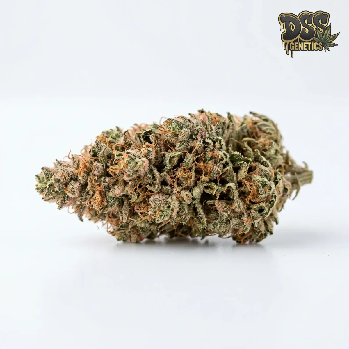 Strawberry Cough grow guide