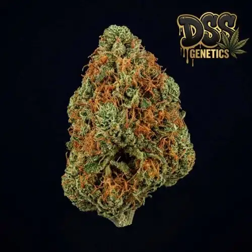 Strawberry Diesel Feminized Seeds cannabis seeds – Feminized strain