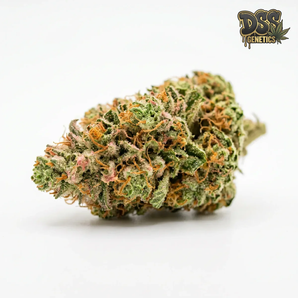 Strawberry Diesel grow guide