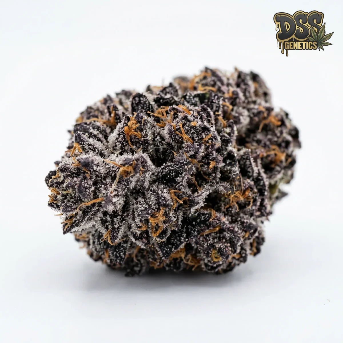 Sugar Black Rose Feminized Seeds cannabis seeds