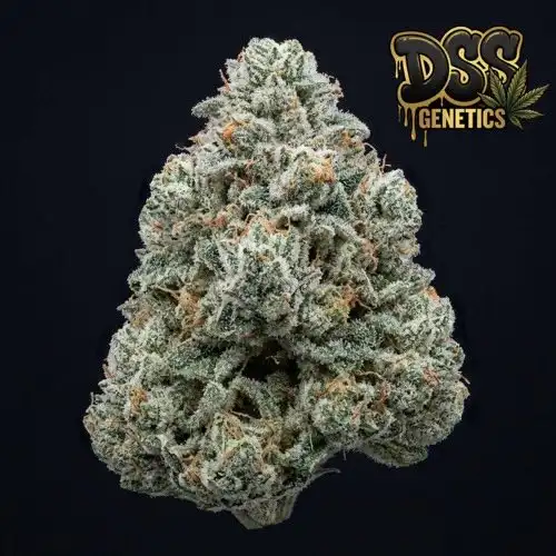 Sunset Sherbet Feminized Seeds cannabis seeds – Feminized strain