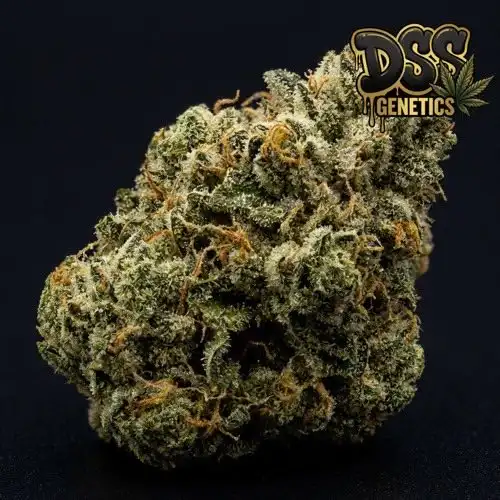 Super Glue Feminized Seeds cannabis seeds