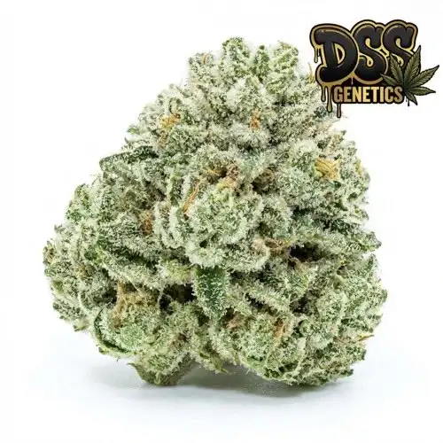 Super Ice Feminized Seeds cannabis seeds