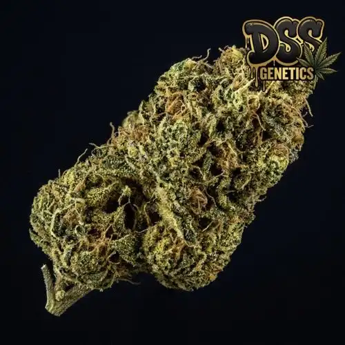 Super Lemon Haze cannabis seeds