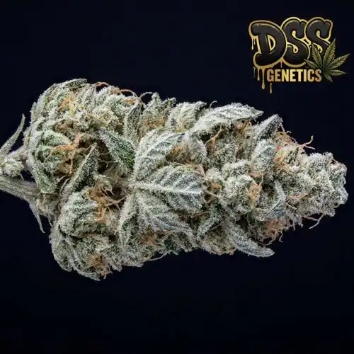 Super Silver Haze Feminized Seeds cannabis seeds