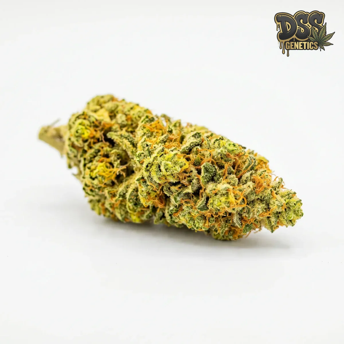 Super Silver Haze grow guide