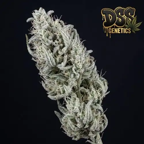 Super Silver Haze XTRM grow guide