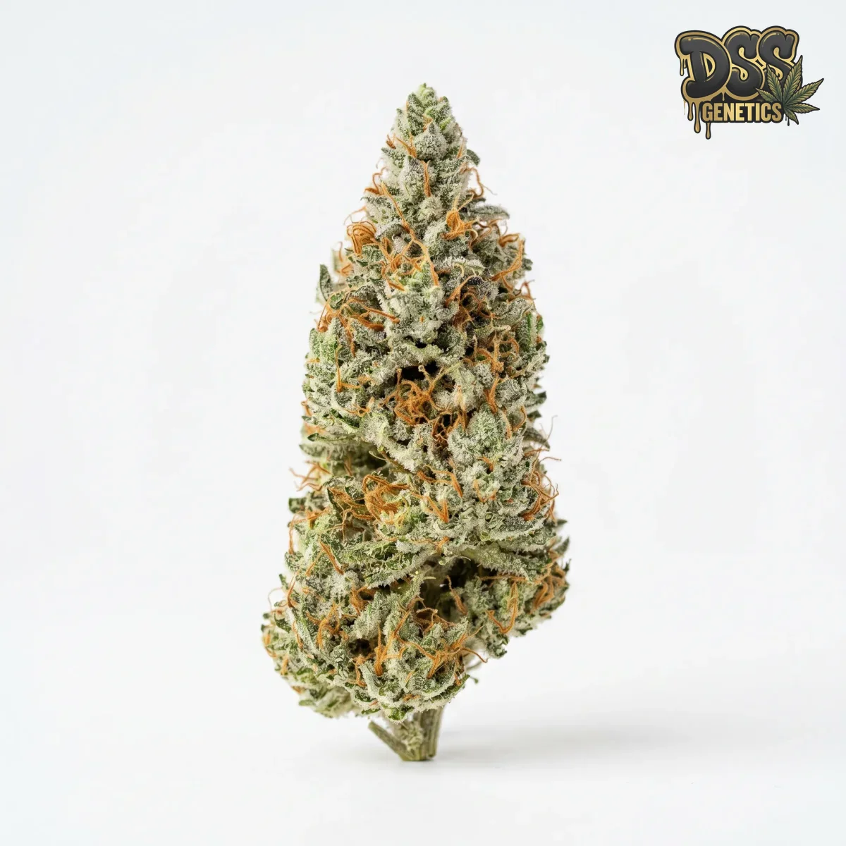 Super Silver Haze XTRM grow guide