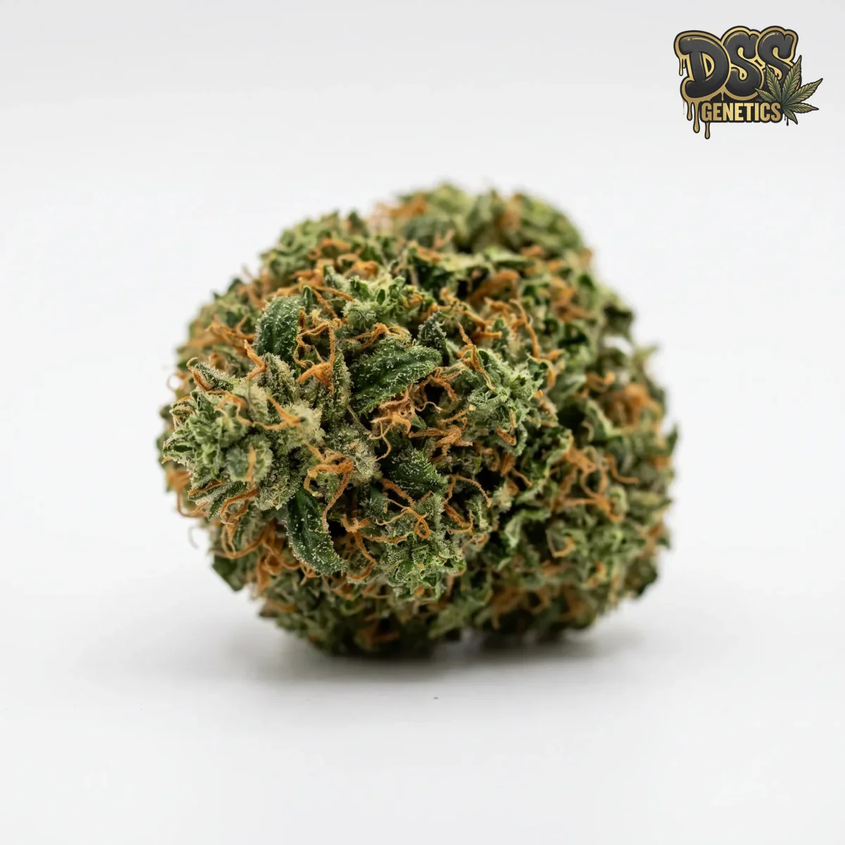 Super Skunk Autoflower Seeds grow guide