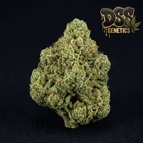 Super Skunk Feminized Seeds cannabis seeds