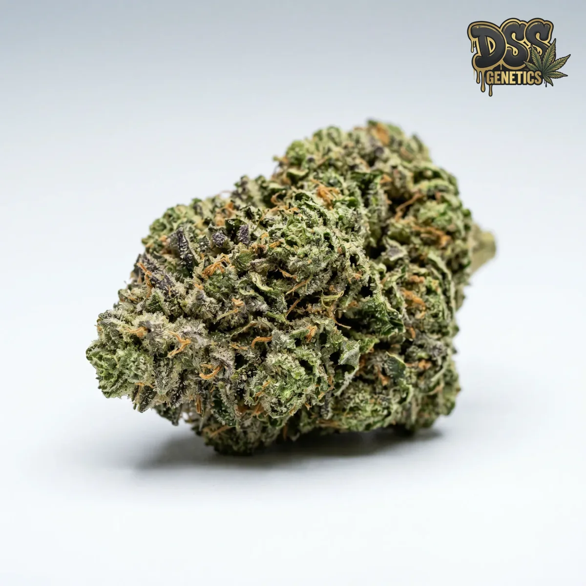 Super Skunk grow guide