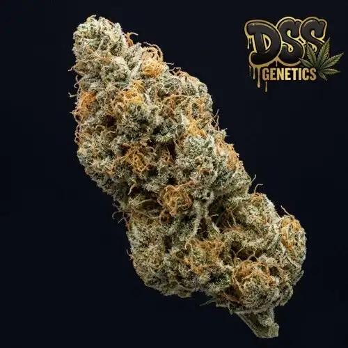 Swazi Feminized Seeds cannabis seeds