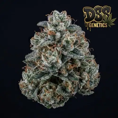 Sweet Tooth x Gorilla Glue Feminized Seeds cannabis seeds