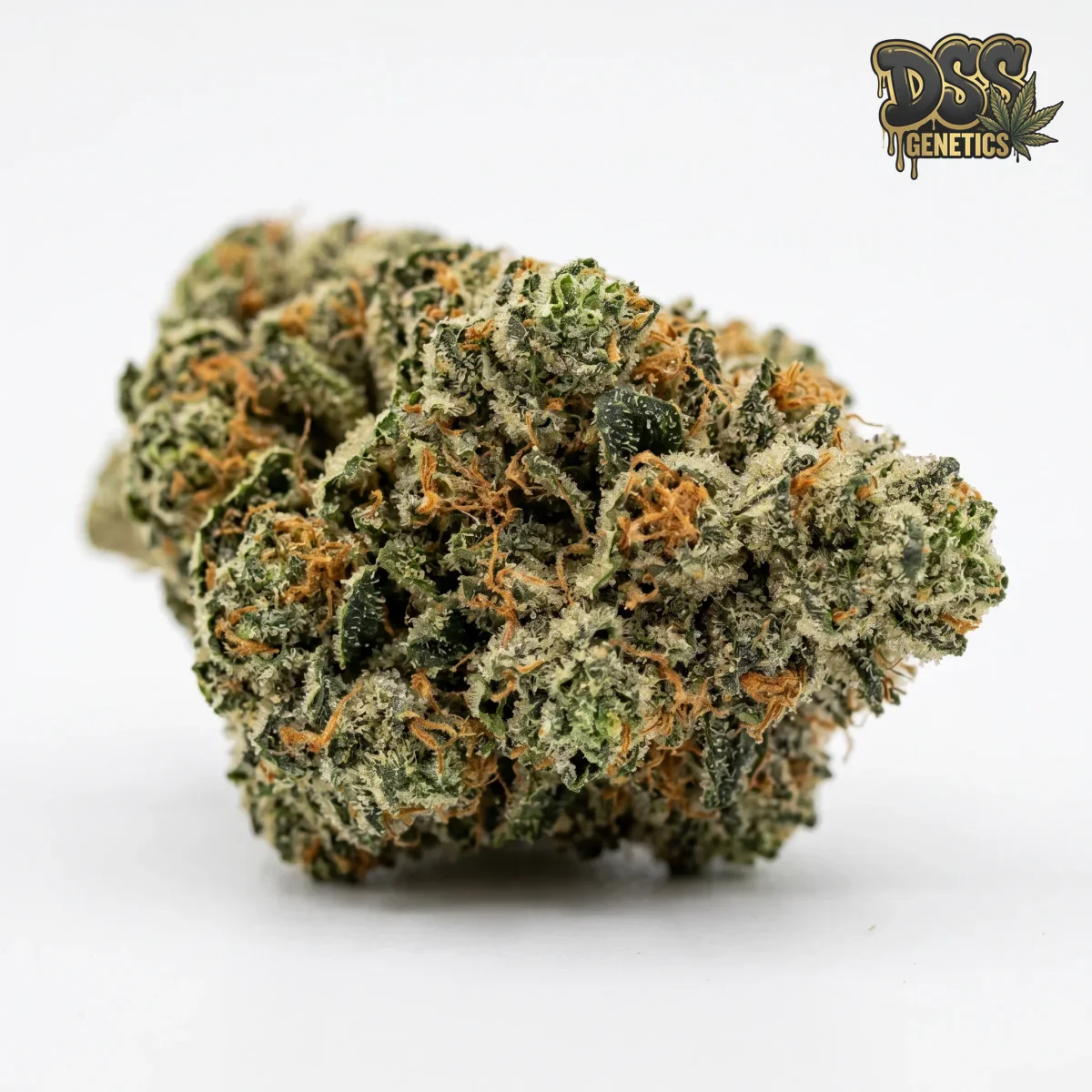 Sweet Tooth x Gorilla Glue grow guide