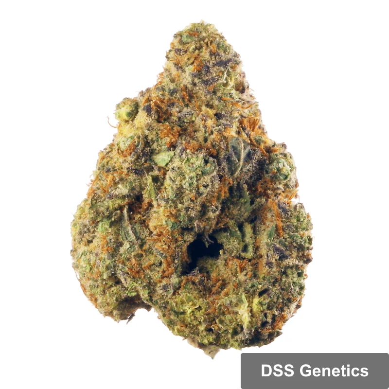 Swiss Cheese Autoflower Seeds cannabis seeds – Regular strain