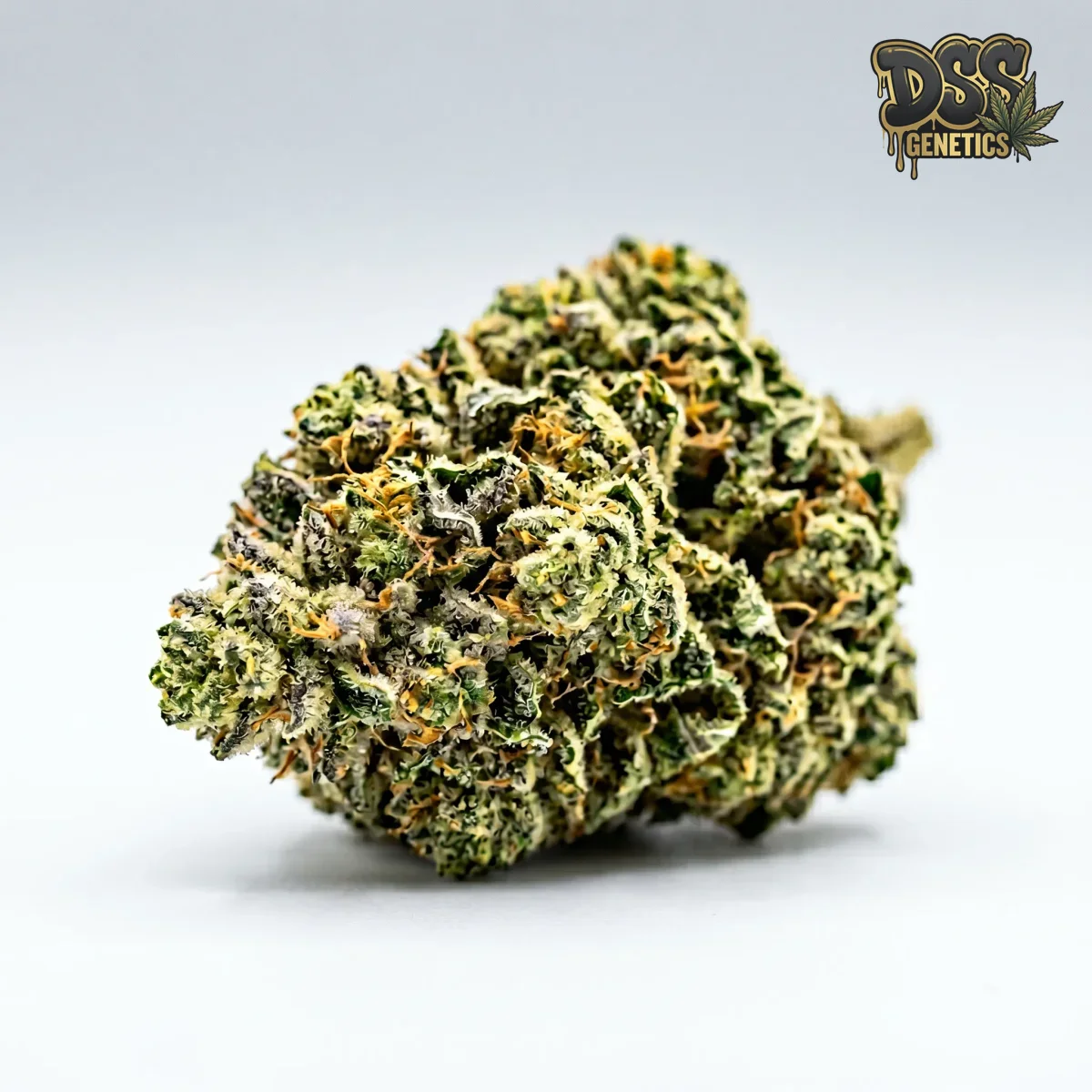 Swiss Cheese Autoflower Seeds grow guide
