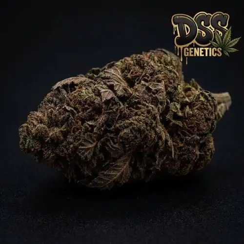 Swiss Miss Feminized Seeds cannabis seeds – Feminized strain