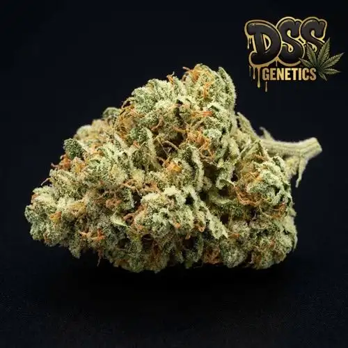 THC Bomb Feminized Seeds cannabis seeds