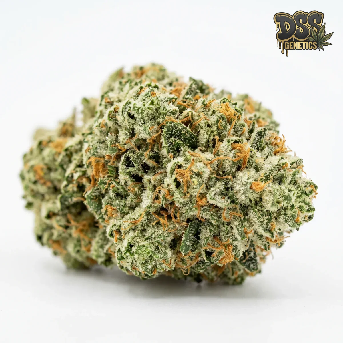 THC Bomb Feminized Seeds cannabis seeds