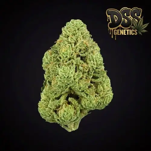 Tangerine Haze Feminized Seeds cannabis seeds