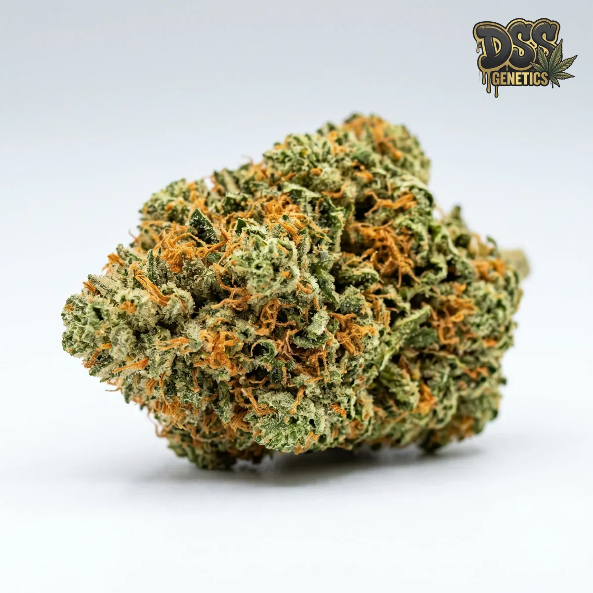 Tangerine Haze grow guide