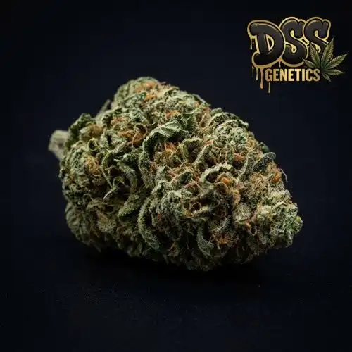 Tangie Feminized Seeds cannabis seeds