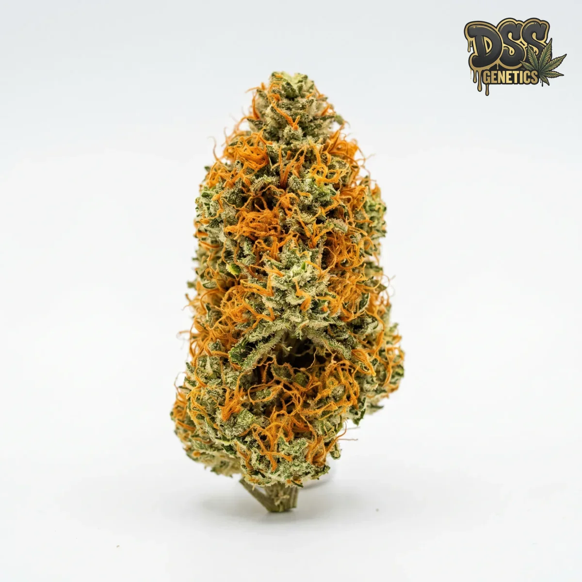 Tangie grow guide