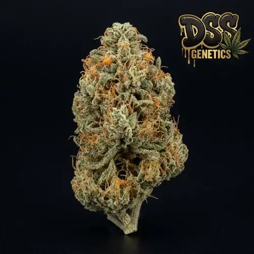 Trainwreck Feminized Seeds cannabis seeds