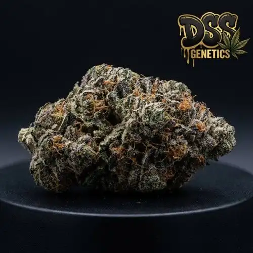 Triangle Kush Feminized Seeds cannabis seeds – Feminized strain