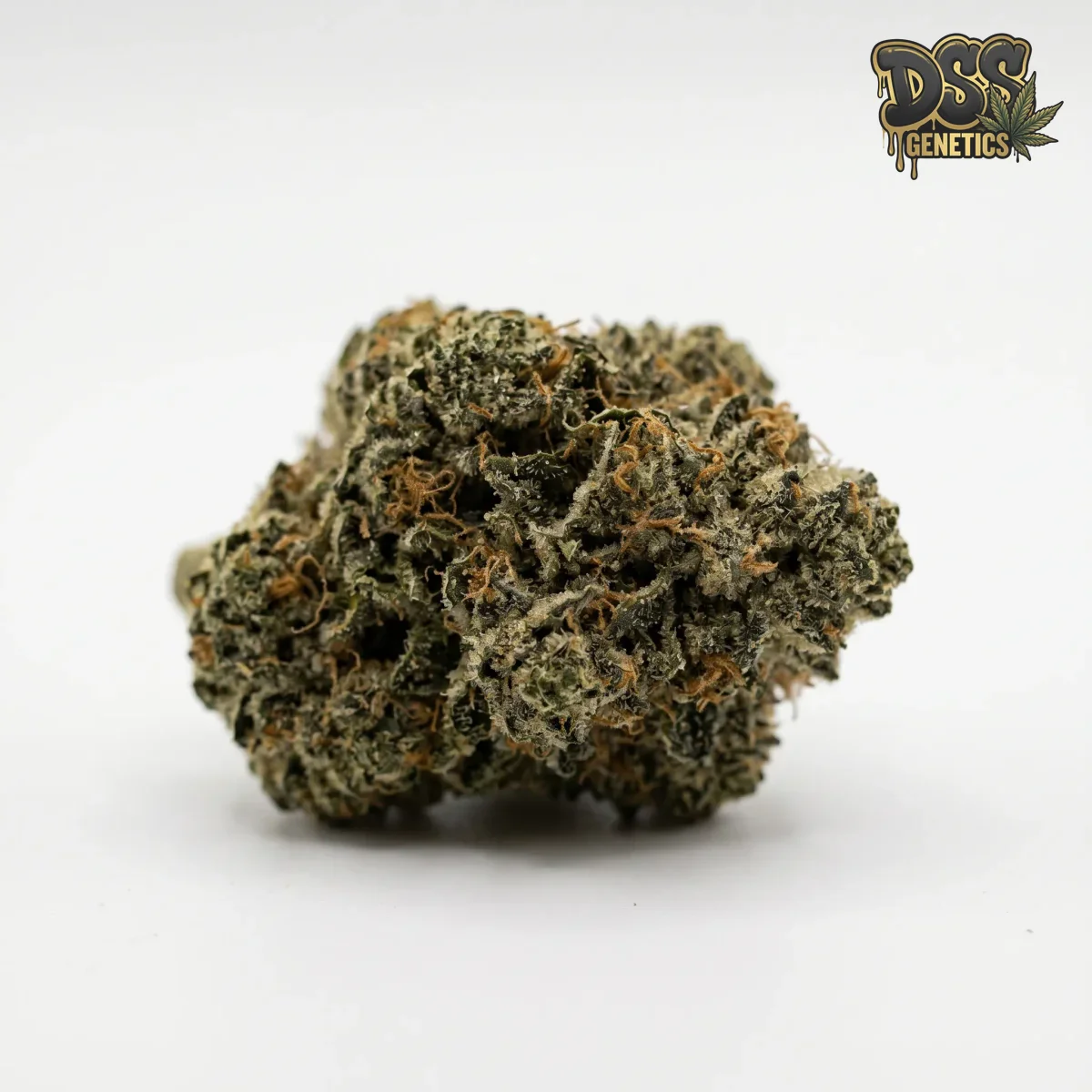 Triangle Kush Feminized Seeds cannabis seeds