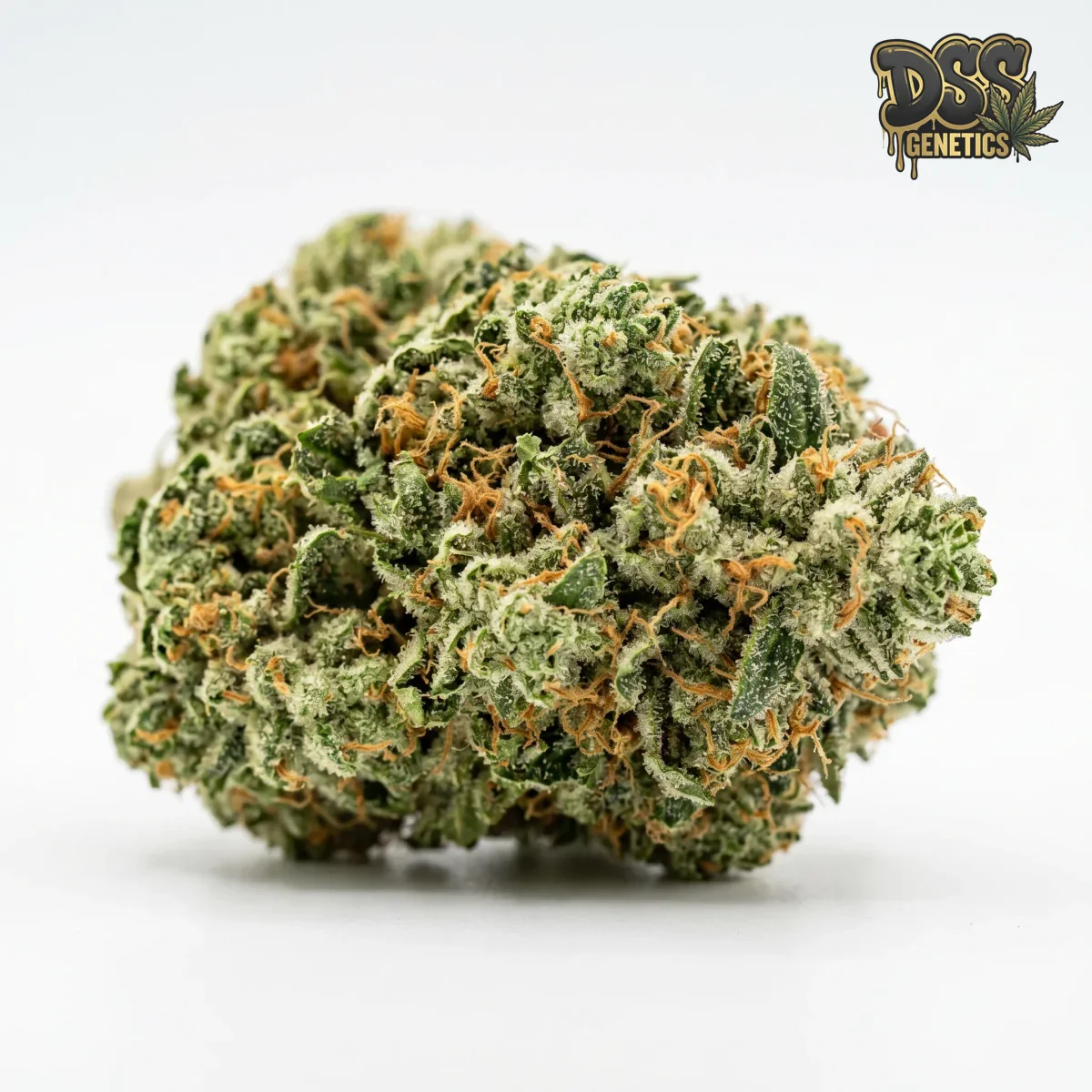 Triple XL Autoflower Seeds grow guide