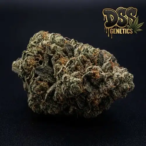 True OG Feminized Seeds cannabis seeds