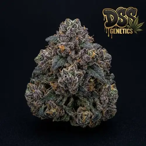 Ultra Violet OG Feminized Seeds cannabis seeds