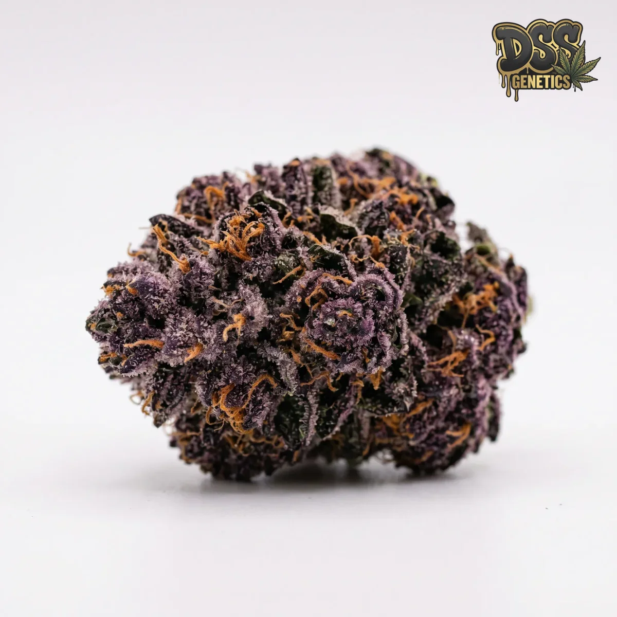 Ultra Violet OG grow guide