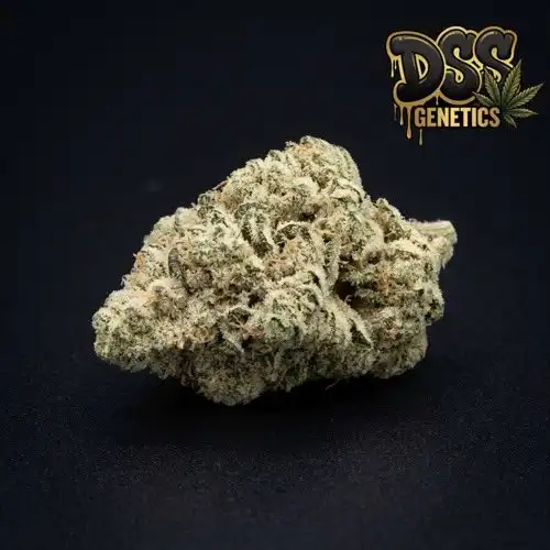 Vanilla Kush grow guide