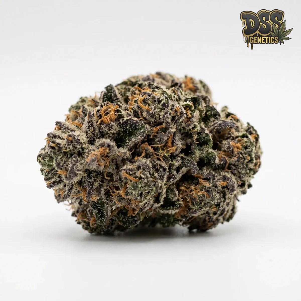 Vanilla Kush grow guide