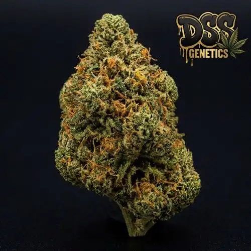 Waikiki Queen Feminized Seeds cannabis seeds