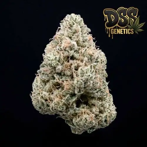 Wedding Cake Feminized Seeds cannabis seeds